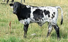 2537 DOUBLE EAGLE BULL
