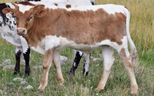 2535 DUST CLOUD BULL