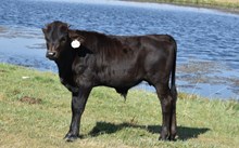 2542 SWEET BELL BULL