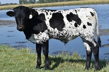 2537 DOUBLE EAGLE BULL