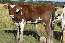 2541 1ST PRIZE BULL
