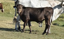 2534 SMOKEN SADDLES BULL
