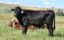 2542 SWEET BELL BULL