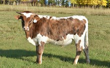 2535 DUST CLOUD BULL