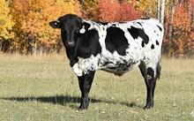 2537 DOUBLE EAGLE BULL