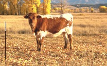 2536 RAINDANCER BULL