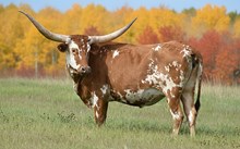 MWR BUCKSHOTS NORTH STAR