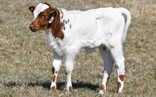 2632 DOUBLE EAGLE BULL