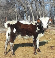 CALF 818
