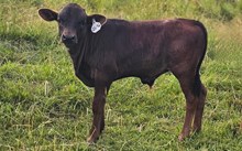 2542 SWEET BELL BULL